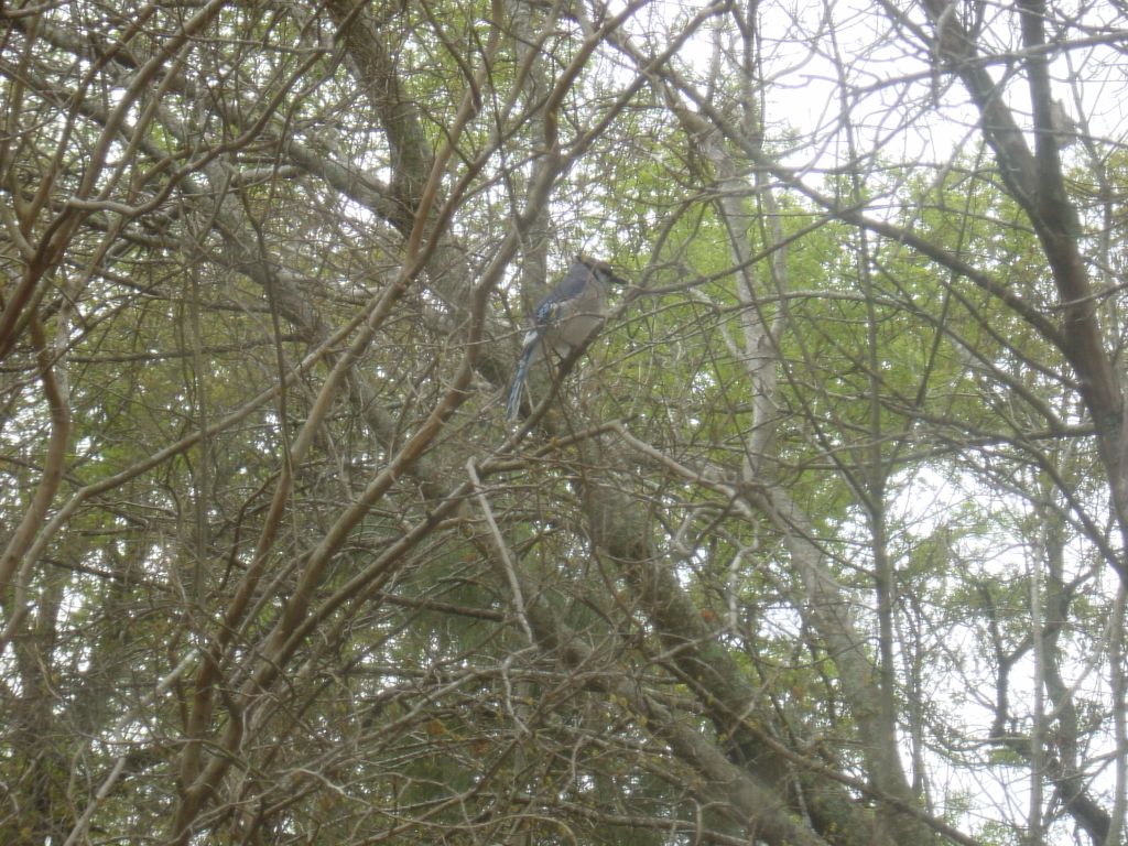 
Bluejay!
